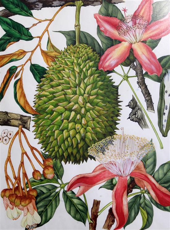 Barbara Mary Steyning Everard (1910-1990) four original designs for Wild Flowers of the World (plates 99, 115, 116, 140) 17 x 13in.